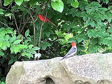 Article GeoBirding Pacific Duo 2