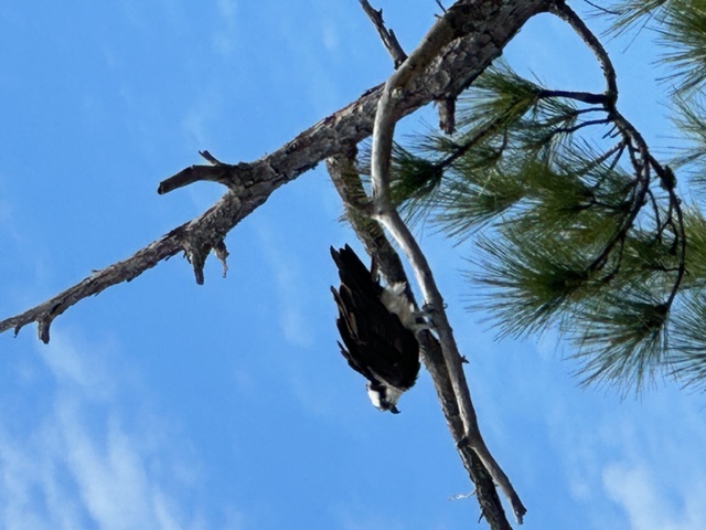 Article Geobirding Osprey