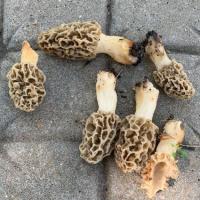 Michael-Smith---IMG_2567-(2)